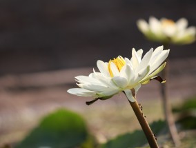 闫营花卉——长沙花卉苗木的绿色宝藏闫良花卉市场